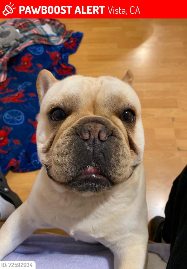 Lost Male Dog last seen Buena Creek Station/ S Santa Fe , Vista, CA 92084