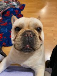 Lost Male Dog last seen Buena Creek Station/ S Santa Fe , Vista, CA 92084