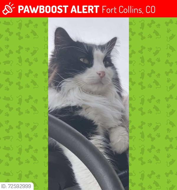 Lost Male Cat last seen Prospect and I-25, Fort Collins, CO 80525