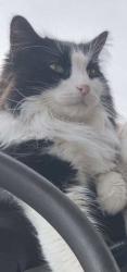 Lost Male Cat last seen Prospect and I-25, Fort Collins, CO 80525