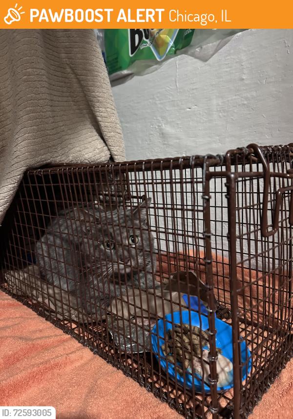 Found/Stray Unknown Cat last seen Newland Avenue and Schubert, Chicago, IL 60707