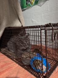 Found/Stray Unknown Cat last seen Newland Avenue and Schubert, Chicago, IL 60707