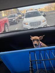 Lost Female Dog last seen S Tower Rd Aurora Co , Aurora, CO 80013