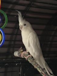 Lost Unknown Bird last seen Near Wonga park General Store, Wonga Park, VIC 3115