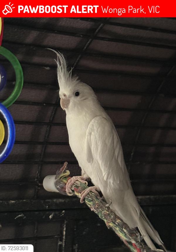 Lost Unknown Bird last seen Near Wonga park General Store, Wonga Park, VIC 3115
