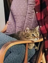 Lost Female Cat last seen Near south 300 east, Midvale, UT 84047