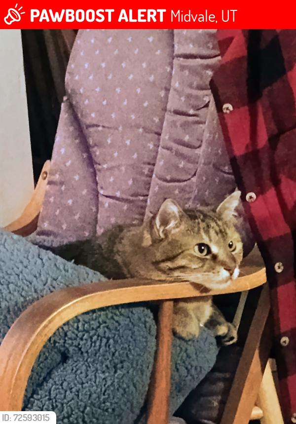 Lost Female Cat last seen Near south 300 east, Midvale, UT 84047