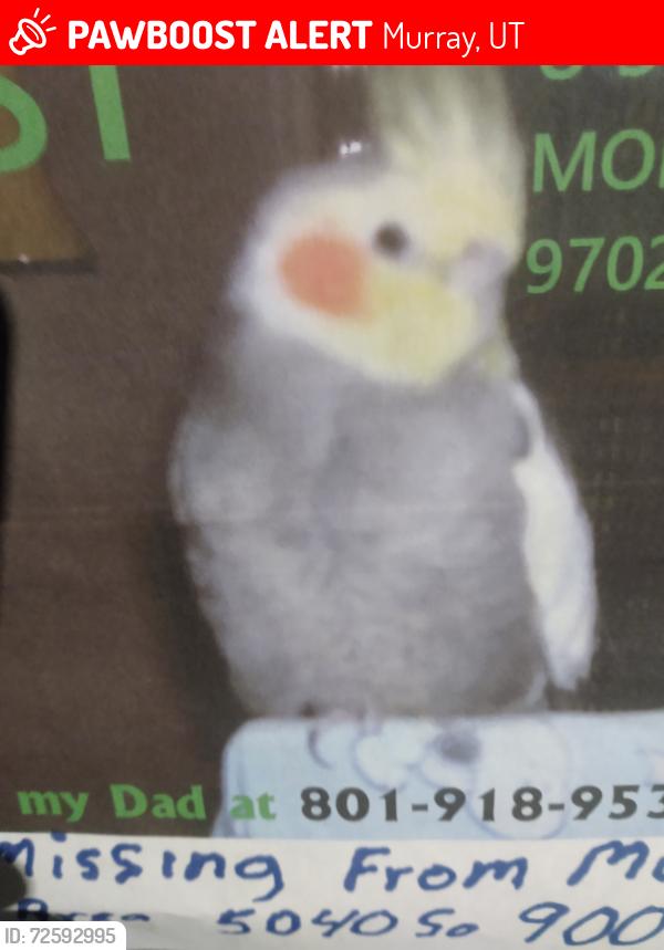 Lost Male Bird last seen 50thso 900E, Murray, UT 84117