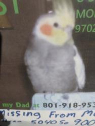 Lost Male Bird last seen 50thso 900E, Murray, UT 84117