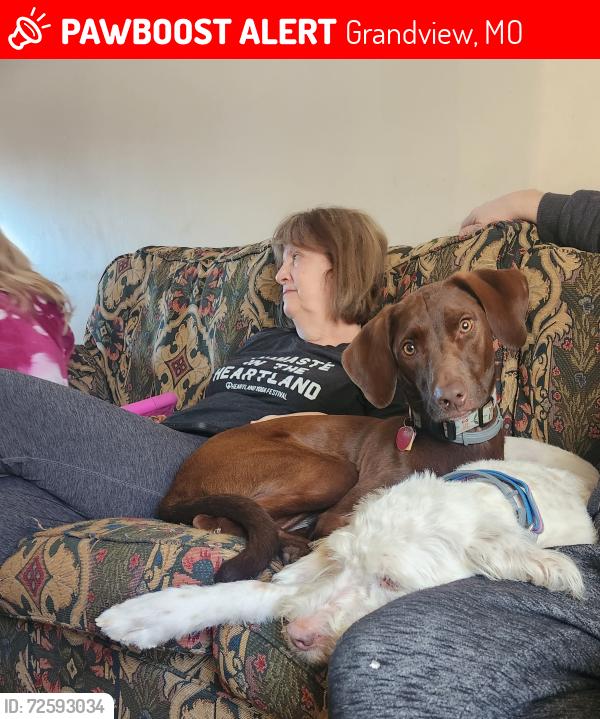 Lost Female Dog last seen Fuller Ave , Grandview, MO 64030