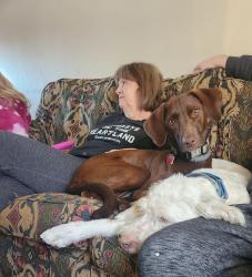 Lost Female Dog last seen Fuller Ave , Grandview, MO 64030