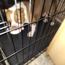 Lost Male Dog last seen Cullen st, Houston, TX 77048
