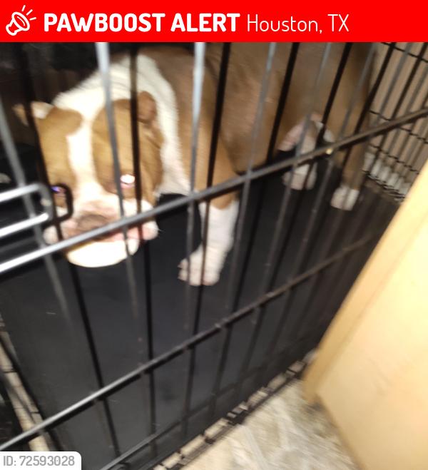 Lost Male Dog last seen Cullen st, Houston, TX 77048