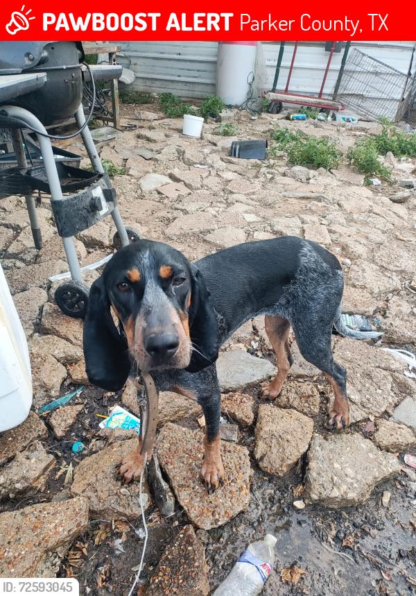 Lost Female Dog last seen Poolville cutoff and 199 , Parker County, TX 76487