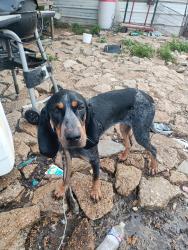 Lost Female Dog last seen Poolville cutoff and 199 , Parker County, TX 76487