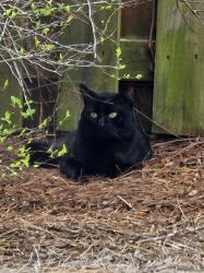 Found/Stray Male Cat last seen Magnolia Drive, Pooler GA, Pooler, GA 31322
