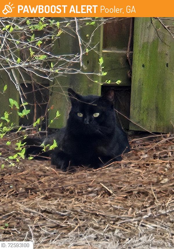 Found/Stray Male Cat last seen Magnolia Drive, Pooler GA, Pooler, GA 31322