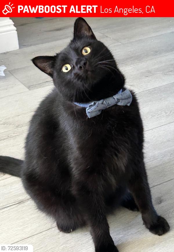 Lost Male Cat last seen Mesa st , Los Angeles, CA 90731