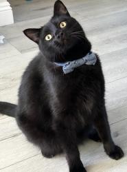 Lost Male Cat last seen Mesa st , Los Angeles, CA 90731