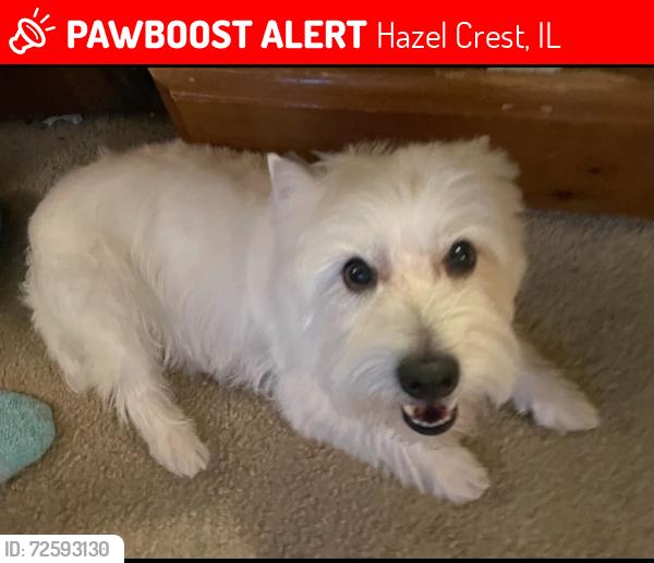 Lost Male Dog last seen Surrey Lane, Kedzie, Hazel Crest, IL 60429