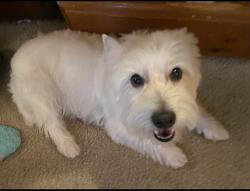 Lost Male Dog last seen Surrey Lane, Kedzie, Hazel Crest, IL 60429