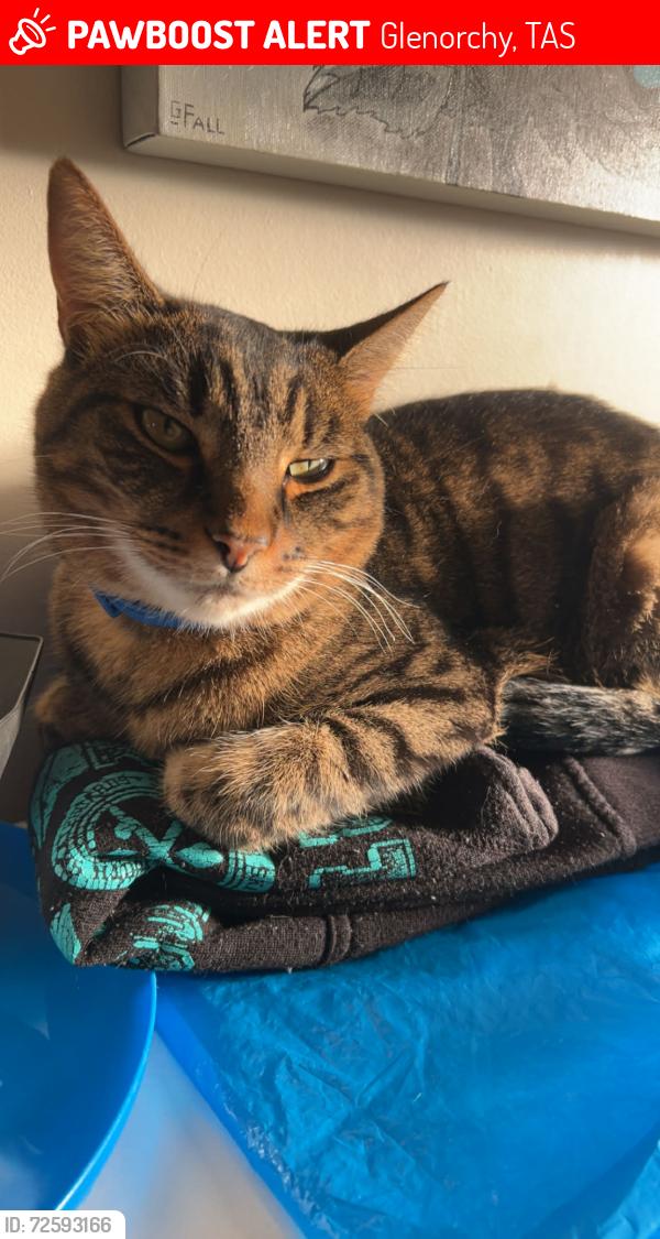 Lost Male Cat last seen Norman circle glenorchy., Glenorchy, TAS 7010