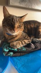 Lost Male Cat last seen Norman circle glenorchy., Glenorchy, TAS 7010