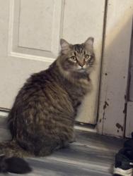 Lost Male Cat last seen N State St, Batesville, AR 72501