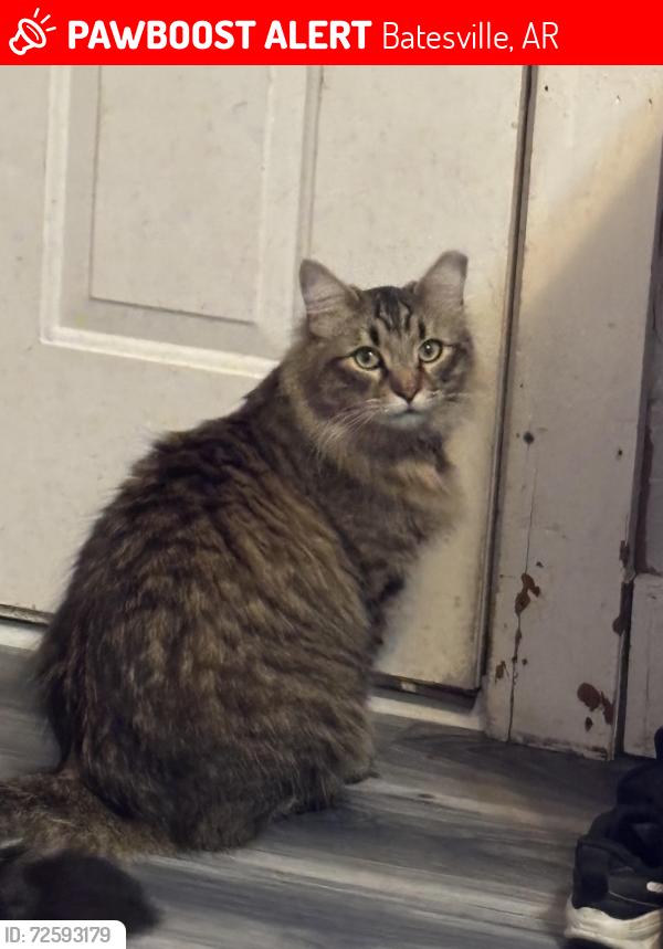 Lost Male Cat last seen N State St, Batesville, AR 72501