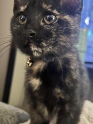 Lost Female Cat last seen Off W Robinson St near N Berry Rd, Norman, OK 73069