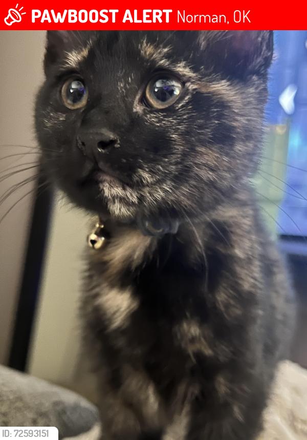 Lost Female Cat last seen Off W Robinson St near N Berry Rd, Norman, OK 73069