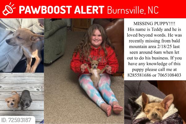Lost Male Dog last seen  , Burnsville, NC 28714