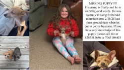 Lost Male Dog last seen  , Burnsville, NC 28714