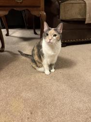 Lost Female Cat last seen Windsor Drive and Canterbury Road, High Point, NC 27262