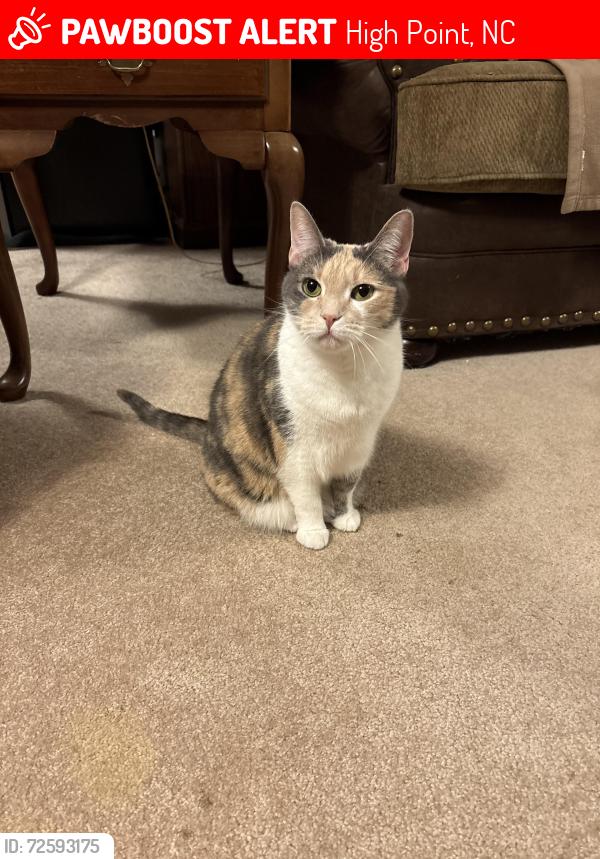 Lost Female Cat last seen Windsor Drive and Canterbury Road, High Point, NC 27262