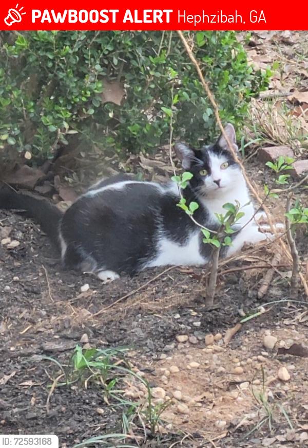 Lost Female Cat last seen Hephzibah-McBean Rd, Hephzibah, GA 30815