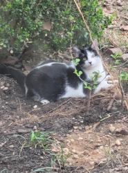 Lost Female Cat last seen Hephzibah-McBean Rd, Hephzibah, GA 30815