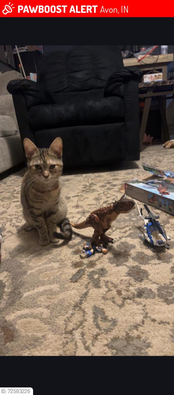 Lost Female Cat last seen Danjones Rd - Rockville Rd, Avon, IN 46123