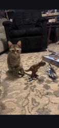 Lost Female Cat last seen Danjones Rd - Rockville Rd, Avon, IN 46123