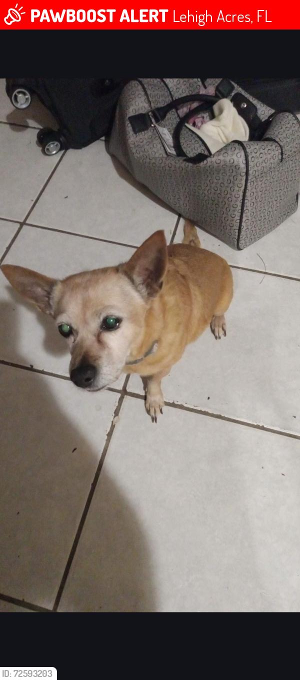 Lost Female Dog last seen State Rd 82, Lehigh Acres, FL 33973
