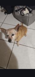 Lost Female Dog last seen State Rd 82, Lehigh Acres, FL 33973