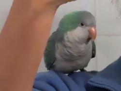 Lost Unknown Bird last seen NW 198th St and 6th Ave in Miami Gardens FL 33169, Miami Gardens, FL 33169