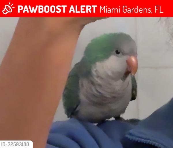 Lost Unknown Bird last seen NW 198th St and 6th Ave in Miami Gardens FL 33169, Miami Gardens, FL 33169
