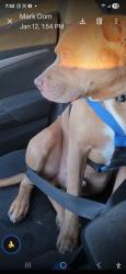 Lost Male Dog last seen University and 100 s., Provo, UT 84606