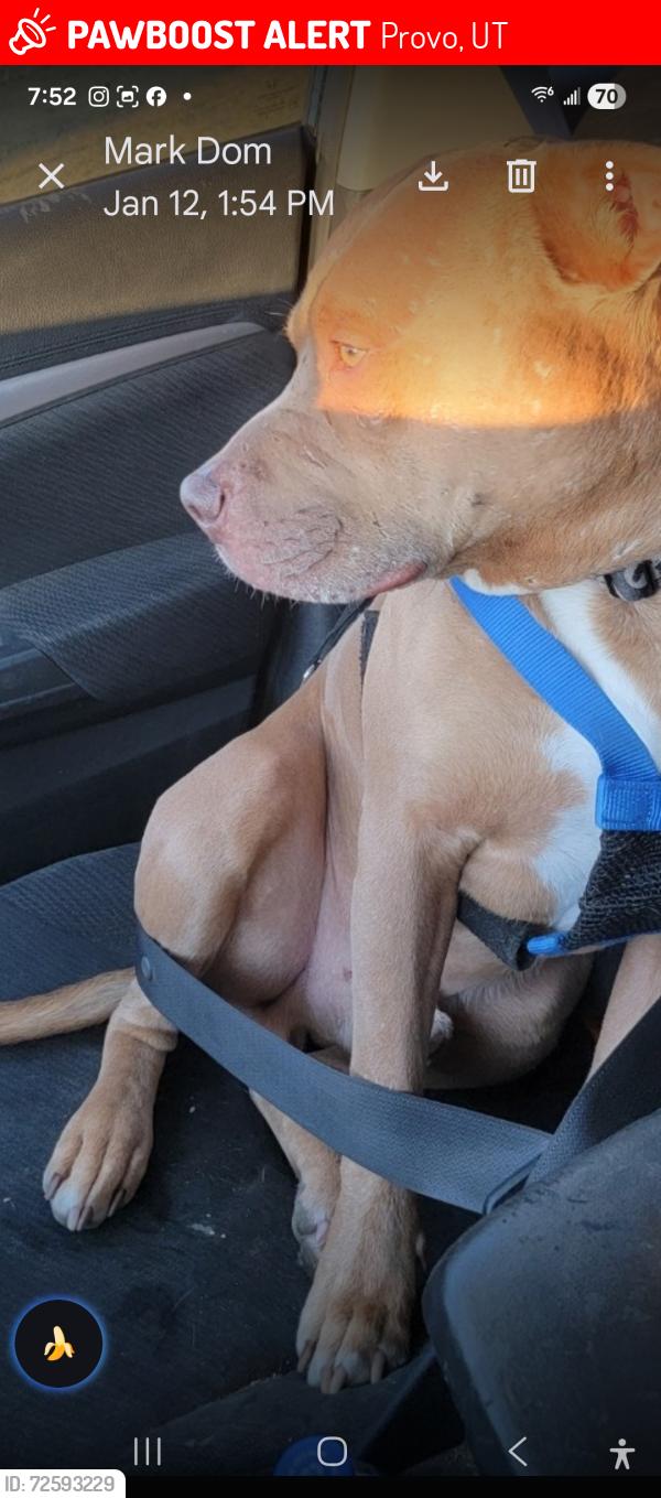 Lost Male Dog last seen University and 100 s., Provo, UT 84606