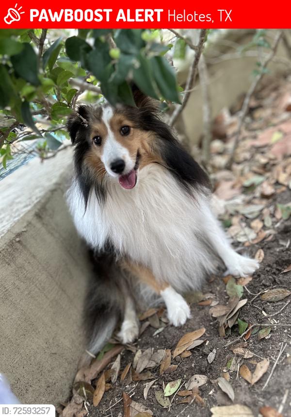 Lost Female Dog last seen Cedar Point, Helotes, TX 78023