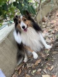 Lost Female Dog last seen Cedar Point, Helotes, TX 78023