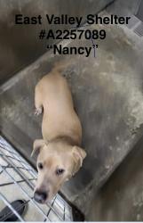 Found/Stray Female Dog last seen Chandler & Colfax in N Hollywood , Los Angeles, CA 91607
