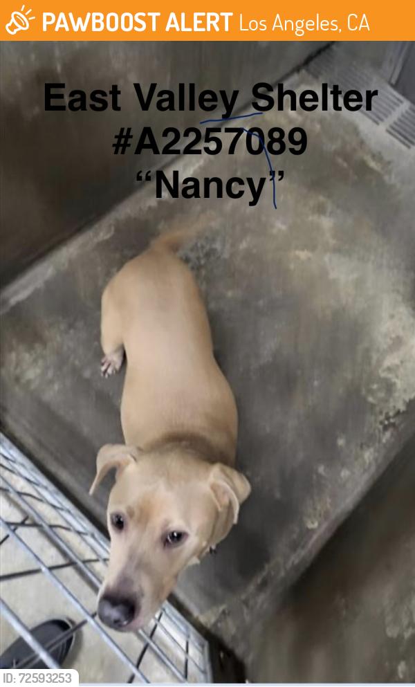 Found/Stray Female Dog last seen Chandler & Colfax in N Hollywood , Los Angeles, CA 91607