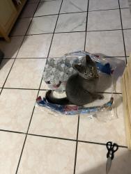 Lost Female Cat last seen Sherwood Forest st, Houston, TX 77043